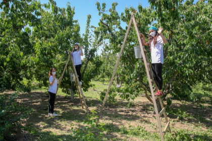 İzmir'de kiraz hasadı için 'Biz Varız' dayanışması başladı