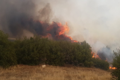 Manisa’da orman yangını