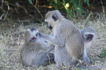 Maymunlar bulaşıcı hastalık varken daha az temas ediyor
