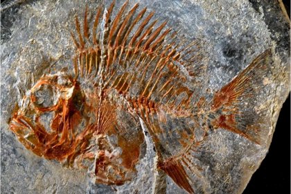 Meksika'da 95 milyon yıllık balık fosili bulundu