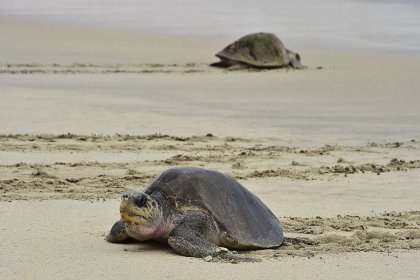 Meksika'da kıyıya vurmuş 300 ölü kaplumbağa bulundu
