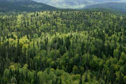 Ormanlık alanlarda "kamu yararı ve zaruret bulunması halinde" yapılaşmaya izin çıktı