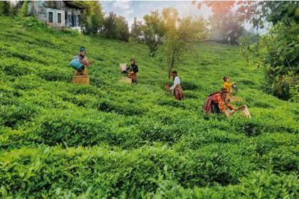 TEMA: “Her Dem Toprak İçin” projesiyle çayda verim yüzde 38 arttı