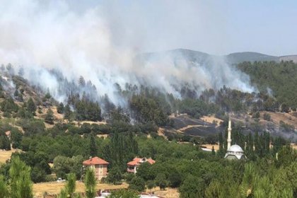 Uşak'ta orman yangını