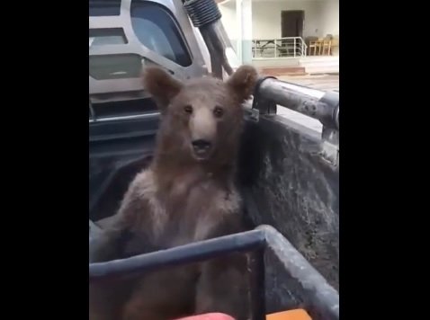 Balı fazla kaçıran yavru ayı gündem oldu Balı fazla kaçıran yavru ayı gündem oldu