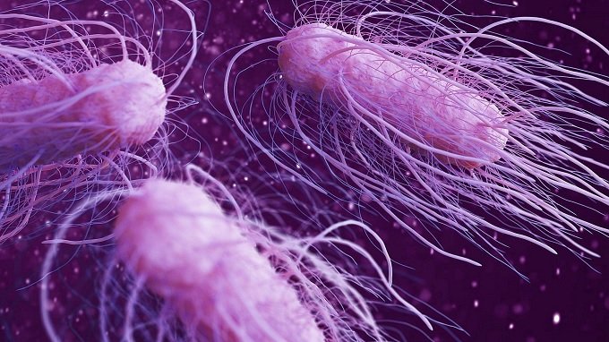 Dünya'da Salmonella bakterisi paniği Dünya'da Salmonella bakterisi paniği