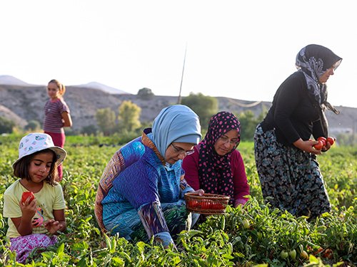 Emine Erdoğan, Ayaş'ta çiftçi kadınlarla tarladan domates topladı