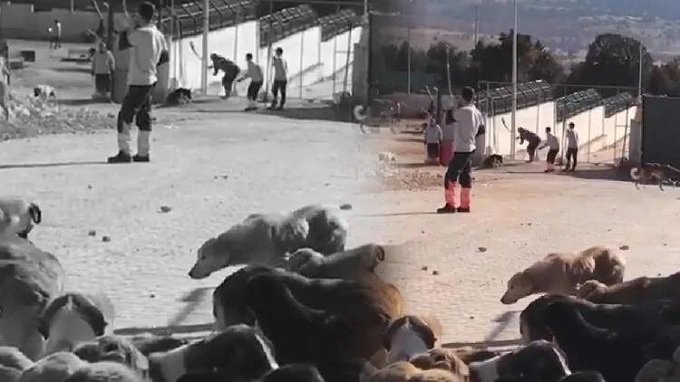 Konya'da vahşet: Barınak görevlisi, elindeki kürekle köpeği öldürdü! Konya'da vahşet: Barınak görevlisi, elindeki kürekle köpeği öldürdü!
