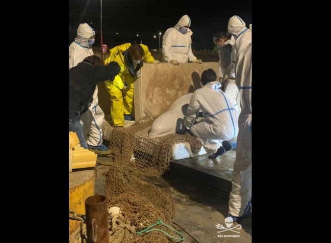 Seine Nehri'nde mahsur kalan beyaz balina kurtarma operasyonunda öldü