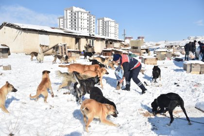 Ankara Büyükşehir Belediyesi 'Sokak hayvanları için mama üretmeye' başlıyor