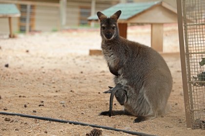 Antalya Hayvanat Bahçesi'nde bahar bereketi; Kangurudan lemura yavru doğumları başladı
