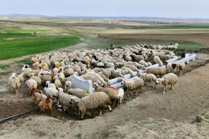 Mansur Yavaş duyurdu; Ankara Büyükşehir Belediyesi kırsal bölgelerde otlayan hayvanlar için SIVAT montajı yapıyor