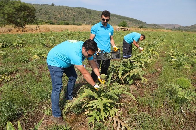 Bodrum Belediyesi 8 bin 750 adet enginarın hasadını yapıyor Bodrum Belediyesi 8 bin 750 adet enginarın hasadını yapıyor