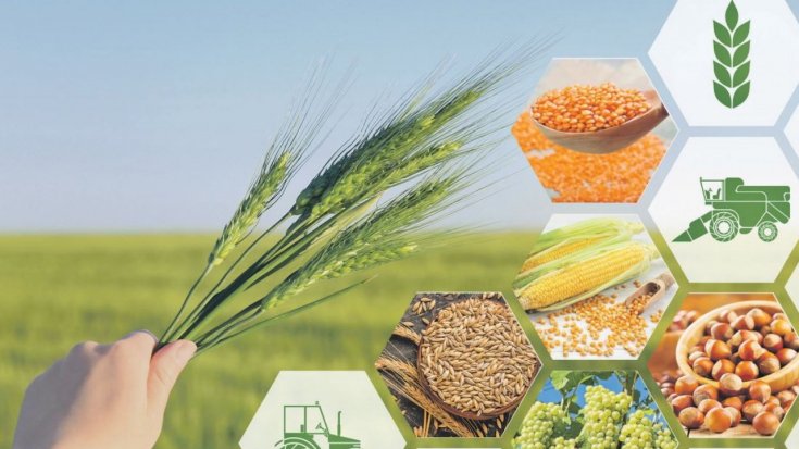 Tarım ürünleri üretici fiyat endeksi (Tarım-ÜFE) yıllık %62,56 arttı, aylık %1,13 azaldı
