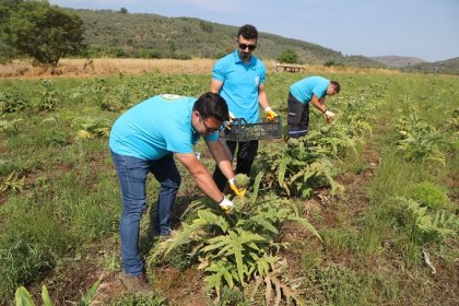 Bodrum Belediyesi 8 bin 750 adet enginarın hasadını yapıyor