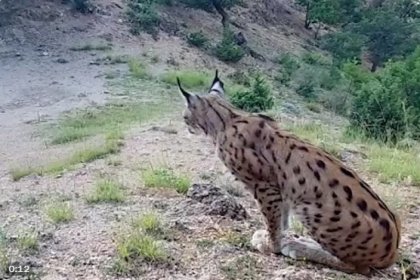 Milli Parklar muhteşem fotokapan görüntülerini yayınlıyor