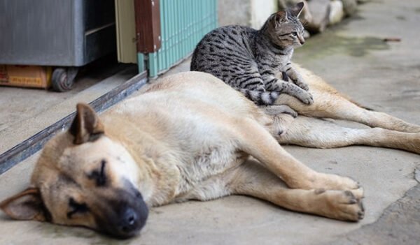 Türkiye Barolar Birliği; Tüm sahipsiz hayvanların ölüm fermanı olan yasa teklifi derhal geri çekilmelidir! Türkiye Barolar Birliği; Tüm sahipsiz hayvanların ölüm fermanı olan yasa teklifi derhal geri çekilmelidir!