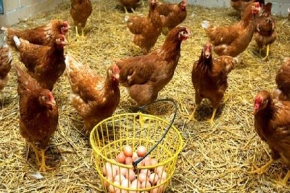 Tavuk eti üretimi 201 bin 680 ton, tavuk yumurtası üretimi 1,73 milyar adet olarak gerçekleşti