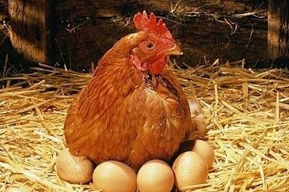 Tavuk eti üretimi 203 bin 64 ton, tavuk yumurtası üretimi 1,84 milyar adet olarak gerçekleşti