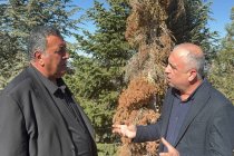 CHP'li Ömer Fethi Gürer: Orman yangınlarından sonra orman zararlıları ormanları tüketiyor!