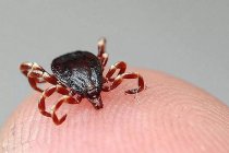 Kene yapışması sonucu; Kırım Kongo'dan bir haftada üçüncü ölüm oldu