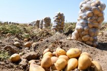Niğde, Nevşehir, Kayseri ve Yozgat’ta yazlık patates üreticisi 'yandık' diyor: Patates tarlasında kriz derinleşiyor!