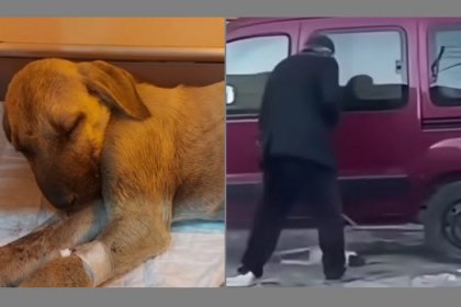 Sivas Valiliği, yavru köpeği döven şahsa 71.800 TL idari para cezası kesildiğini duyurdu