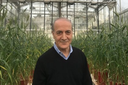 Ülker ve Sabancı Üniversitesi buğday için ele ele verdi