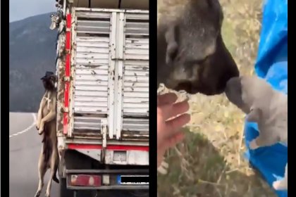 Yozgat Valiliği, bir kamyonete bağlanmış köpek videosuyla ilgili açıklama yaptı; sürücüye ceza kesildi, köpek hayatta ve sağlık durumu iyi!