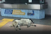 EGO'dan metroda bir köpeğin darp edildiği iddialarına ilişkin açıklama: 'Görevden uzaklaştırıldılar'