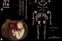 İran’da tarihi keşif: 6 bin 500 yıllık fetüsler çömleklerde bulundu